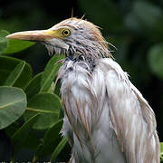 Western Cattle Egret