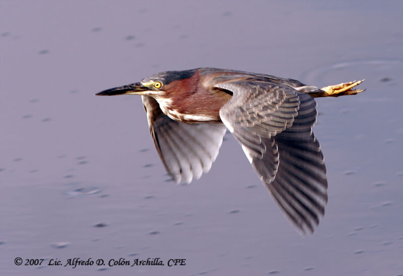 Green Heron