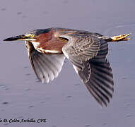 Green Heron