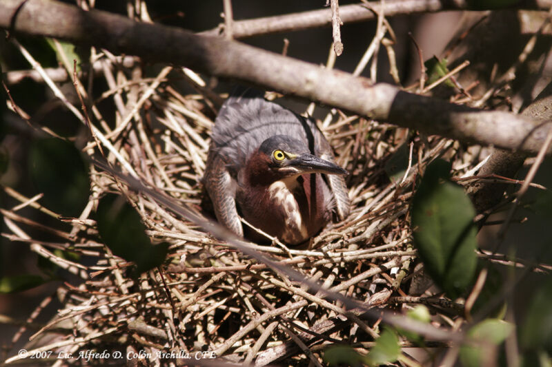 Green Heron