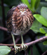 Green Heron