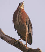 Green Heron