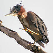 Green Heron