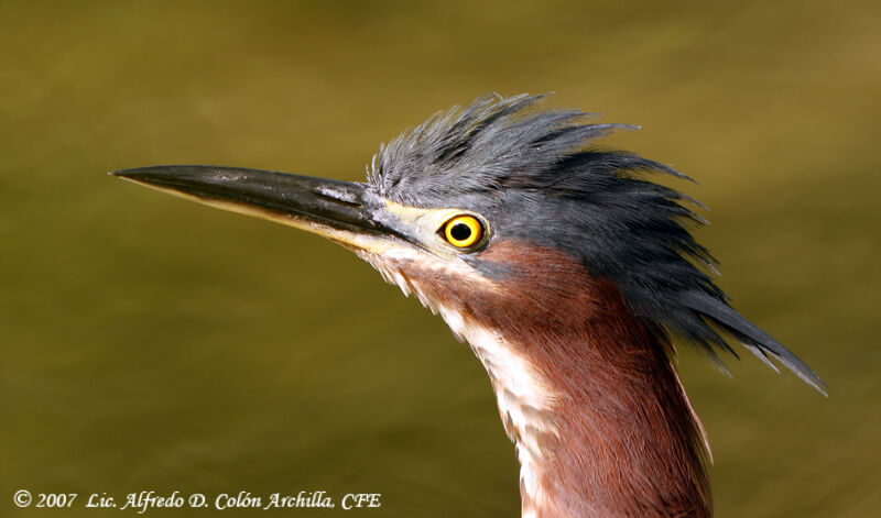 Green Heron