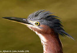 Green Heron