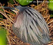 Green Heron