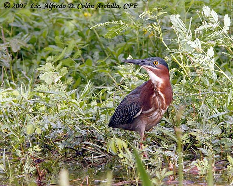 Green Heron