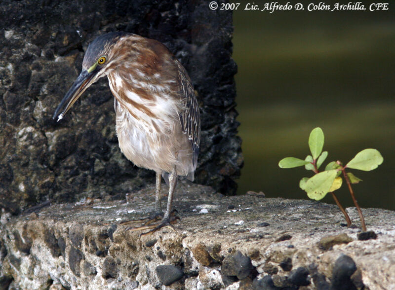 Green Heron