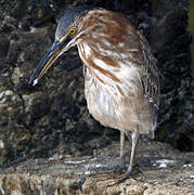 Green Heron