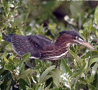 Green Heron