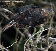 Green Heron