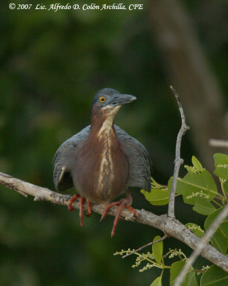 Green Heron