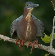 Green Heron