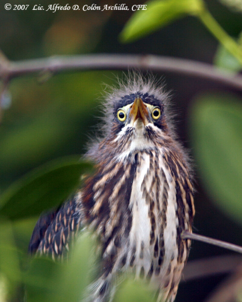 Green Heronjuvenile