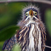 Green Heron