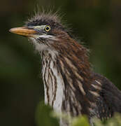 Green Heron