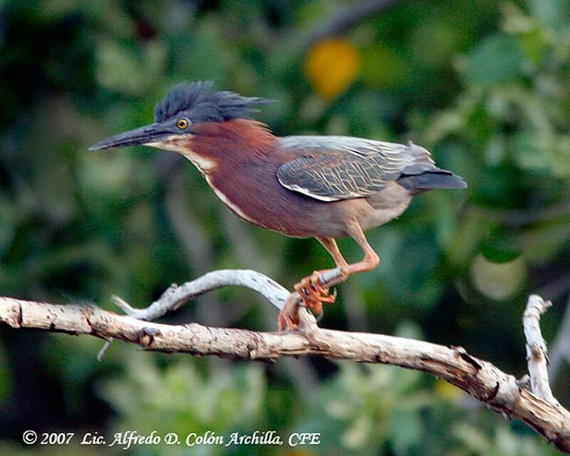 Green Heron