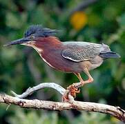 Green Heron