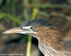 Green Heron