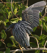 Green Heron