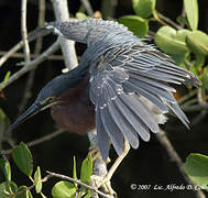 Green Heron