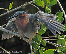 Green Heron