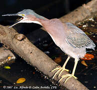 Green Heron