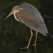 Green Heron