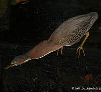 Green Heron