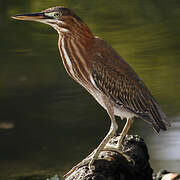 Green Heron