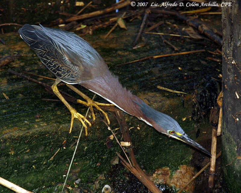 Green Heron