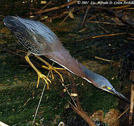 Green Heron