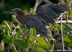 Green Heron