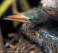 Green Heron