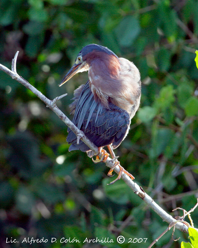 Green Heron