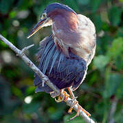 Green Heron