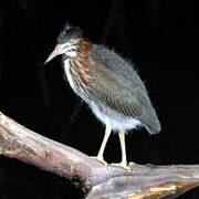 Green Heron