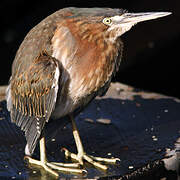 Green Heron