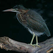 Green Heron