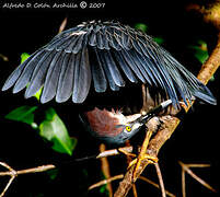 Green Heron