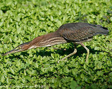 Green Heron