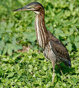 Green Heron