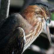 Green Heron