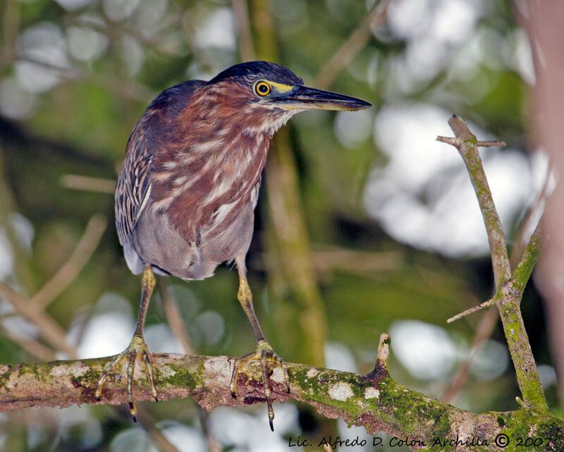 Green Heron