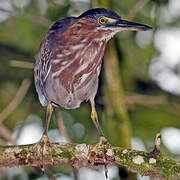 Green Heron