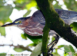 Green Heron