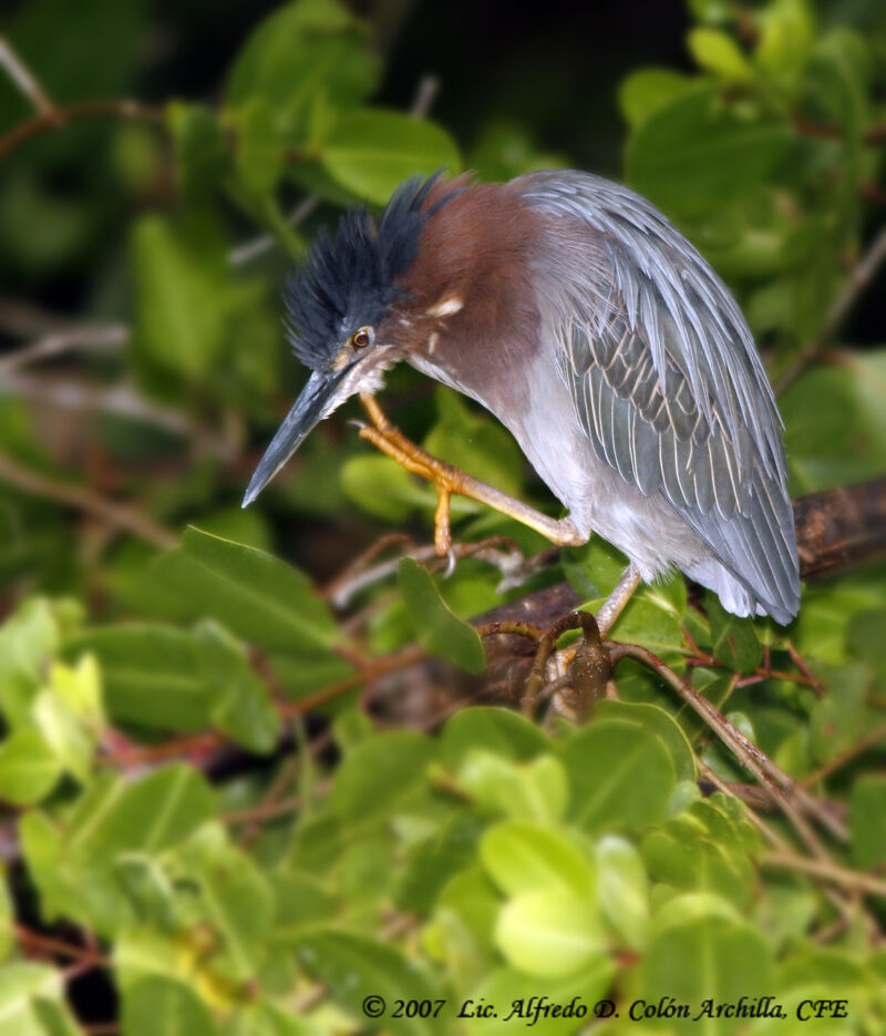 Green Heron