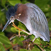 Green Heron