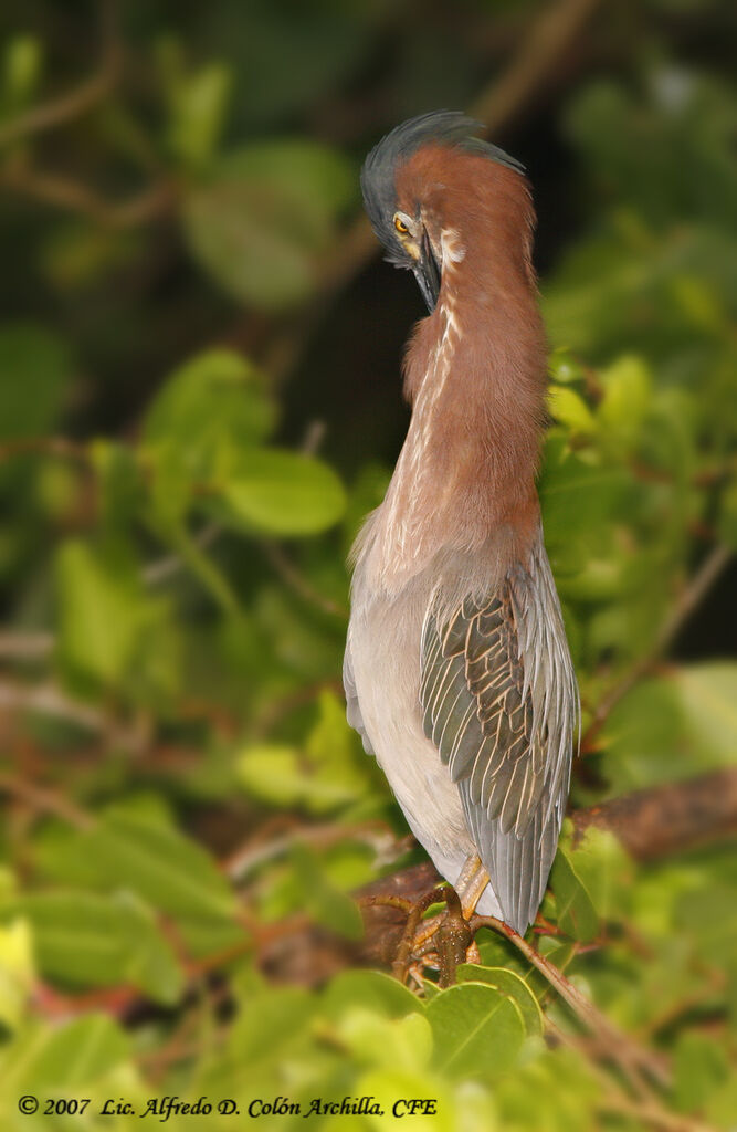 Green Heron