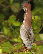 Green Heron